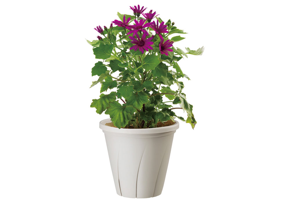 鉢のまま宅急便発送】パキプス根挿し株⓪